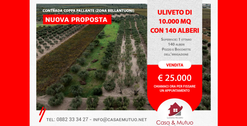 Uliveto di 10.000 mq, Contrada Coppa Pallante (Zona Bellantuoni)